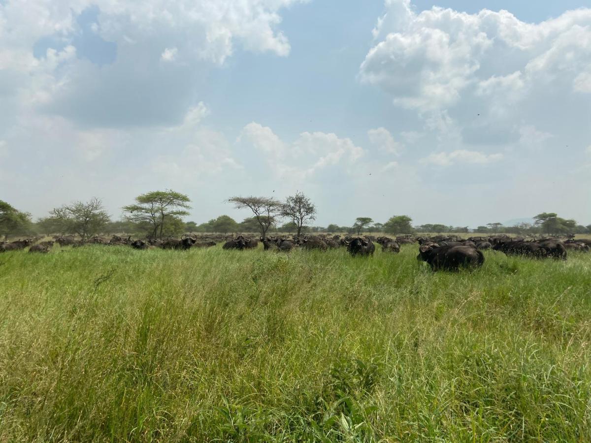 Zawadi Camp Hotel Serengeti Exterior photo